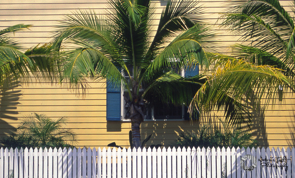 Pickets and Palms - Key West